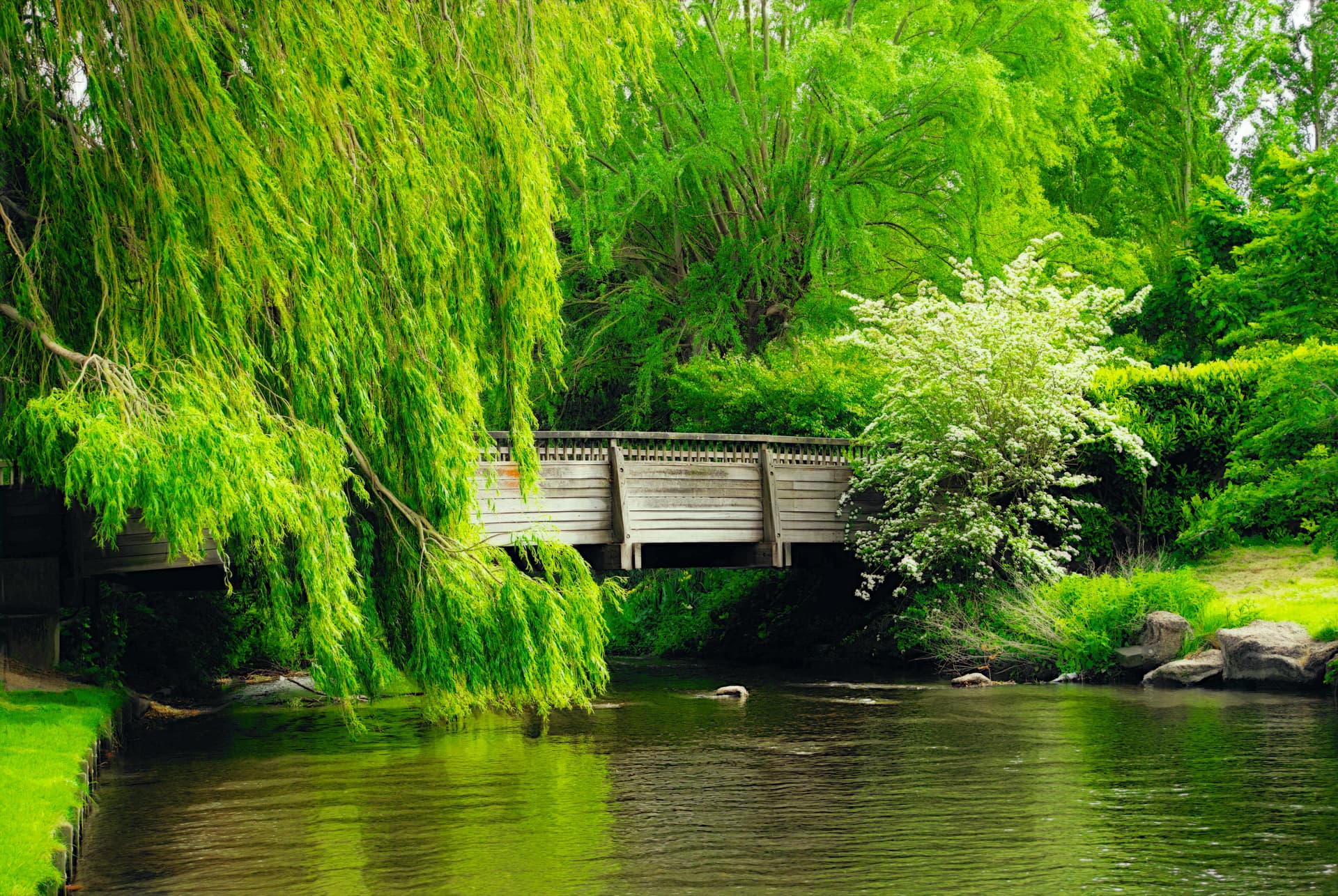 Small wooden bridge over a calm stream surrounded by lush greenery and willow trees with hanging branches.