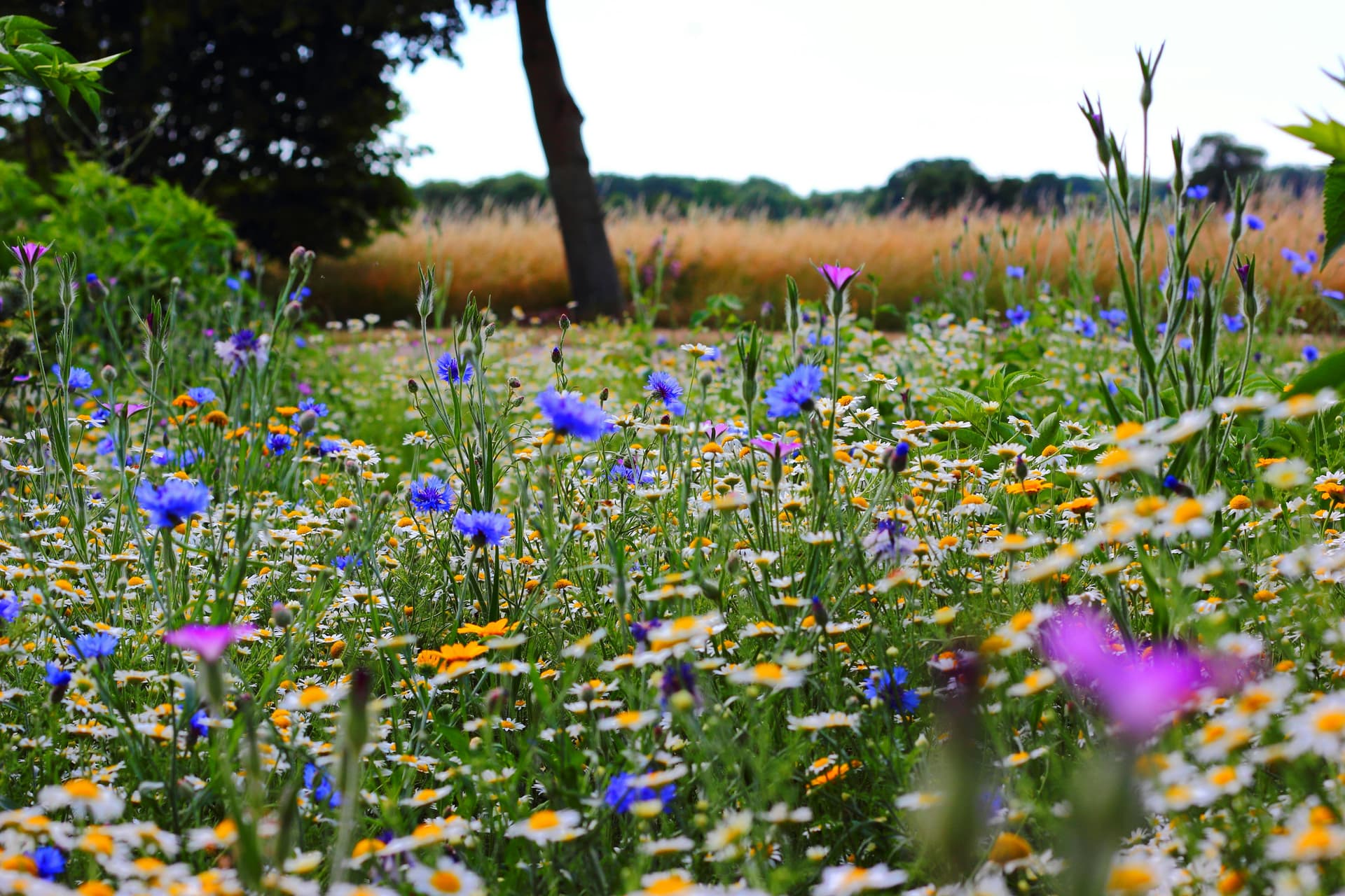 Wildflower meadow with daisies, cornflowers, and pink blossoms in the foreground, with a tree and tall grass field in the background.